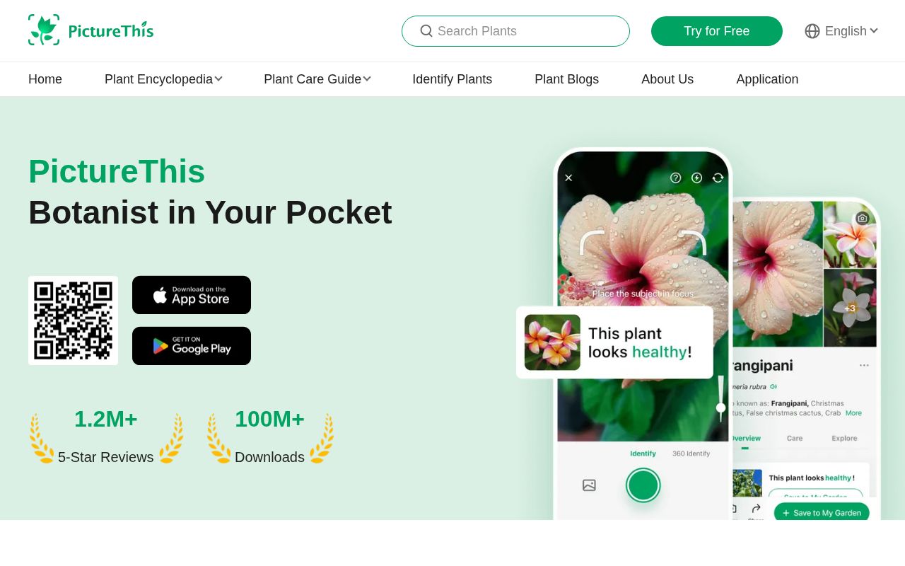 Screenshot of picturethisai.com